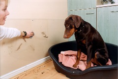 Wall protection - Image 6526