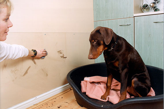 product detail image